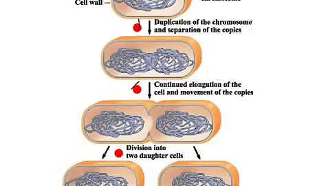 Honors Bio Intro to Cell Division