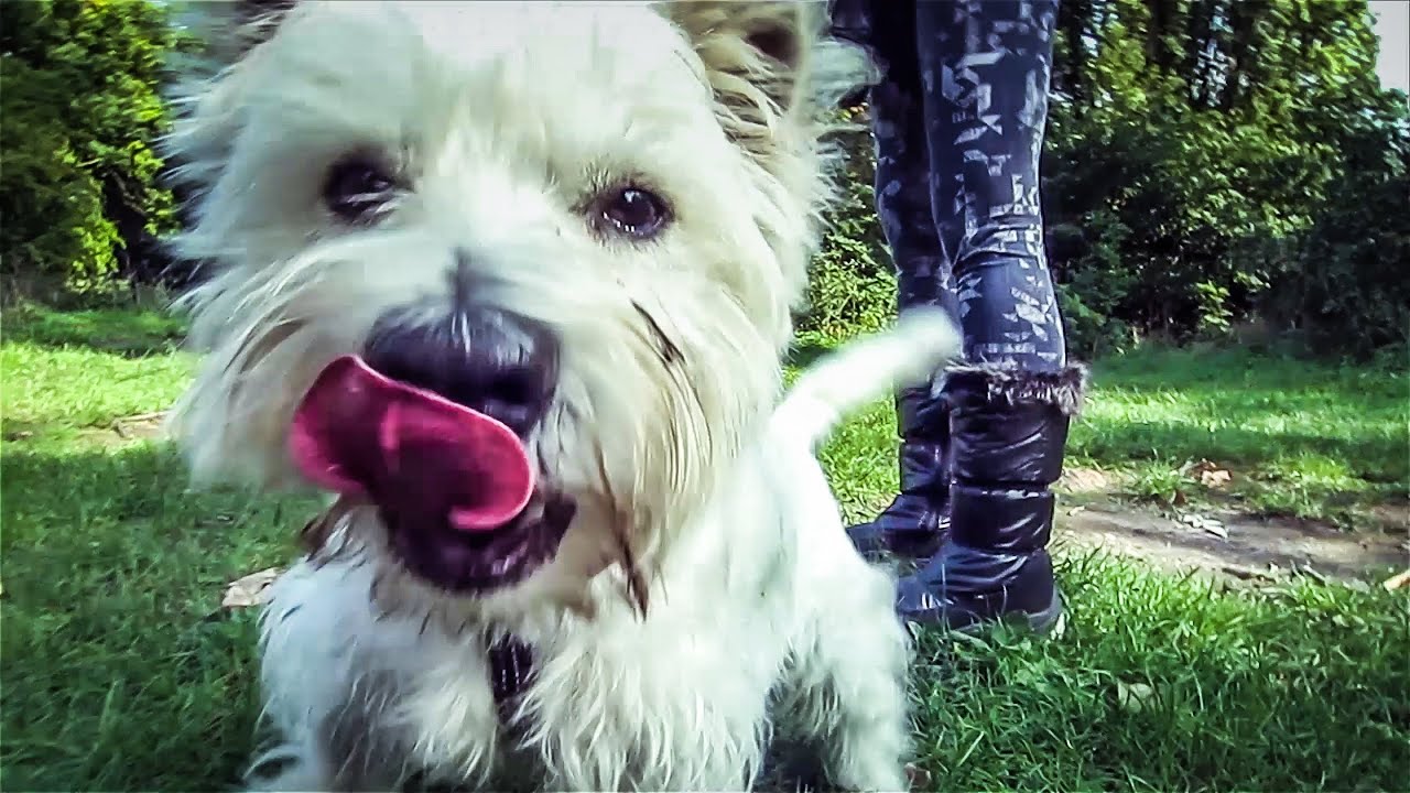CUTENESS OVERLOAD YouTube