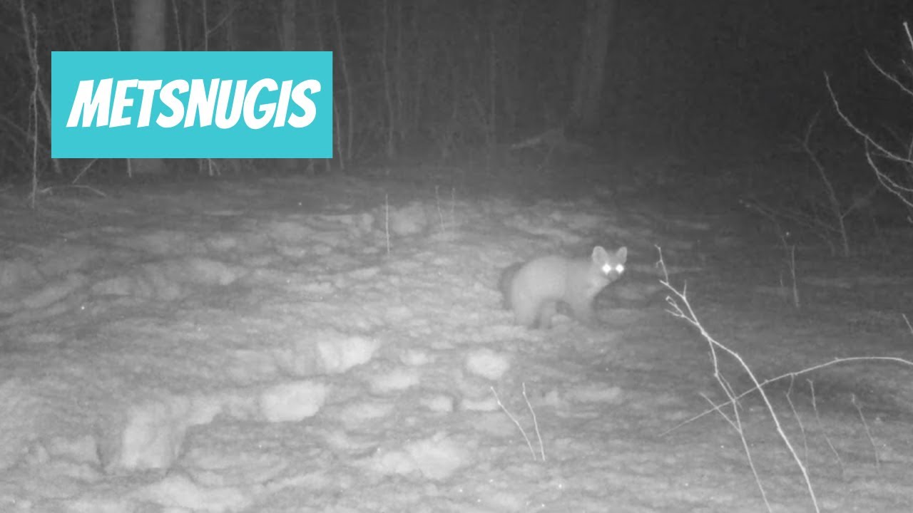 Metsnugis (Martes martes; European pine marten)