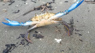 Blue Crab (Callinectes Sapidus), Jamaica