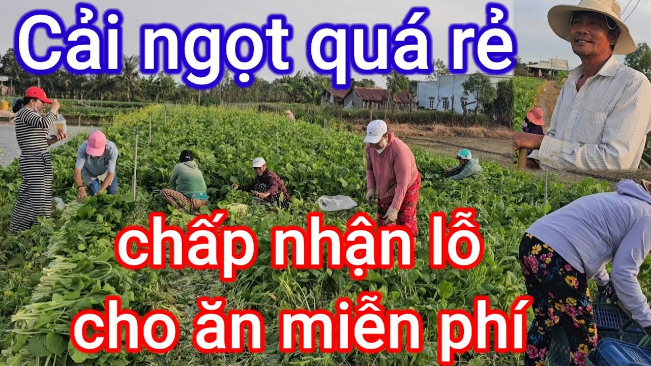 Nổi khổ của bà con nông dân trồng qua củ quả giá rẻ bèo như cho