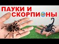 Пауки птицееды. Наша небольшая коллекция пауков и скорпионов | Spiders and scorpions.