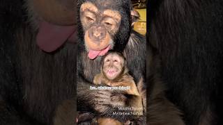 I cannot explain this but I also cannot stop watching 🤣😂🐵 #funny #funnyanimals #monkey #lol #love