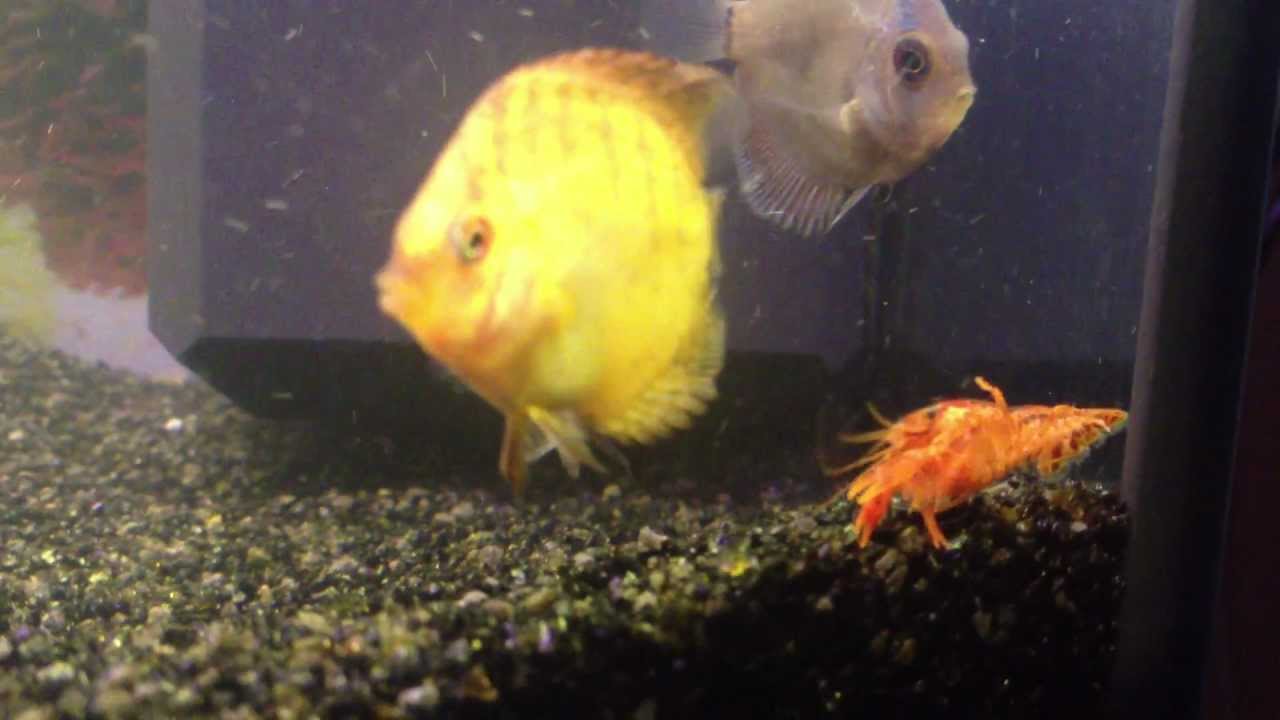 Dwergkreeft - Discusvis