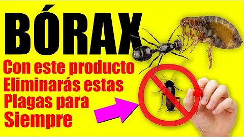 ¿Cómo se utiliza el bórax para las hormigas?
