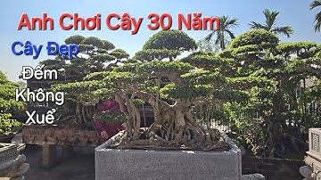 CHOÁNG NGỢP với KHO CÂY RẤT ĐẸP cất giữ 30 NĂM ai nhìn cũng mê của anh DŨNG - Kiến Xương- HY .