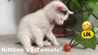 Kitten FREAKS OUT over Baby Tomatoe!