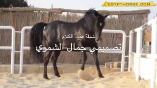 شيلة يامتعب الخيل