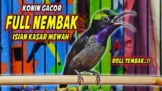 KOLIBRI NINJA GACOR FULL BONGKAR ISIAN KASAR MEWAH !! PANCINGAN KONIN BAHAN AGAR CEPAT BUNYI EMOSI