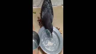 🕊️ Pablo & Pigeon Friendship ❤️ Cute DIY Story | Pablo Craft Daily