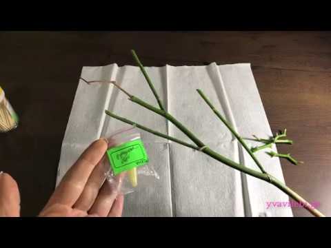 ციტოკინი შვილიკოს მისაღებად! ფალეონოფსისიდან მოჭრილი საყვავილე ტოტიდან როგორ მივიღოთ შვილიკო.