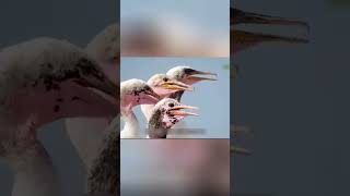 Brutal Life of a Desert Seabird | A Father’s Fight to Protect His Chick | Emotional Wildlife Story
