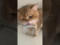 قطه كيوت قطه تشرب حليب مضحك تربية القطط قطه المنزل Cat قطه كيوت قطه تشرب حليب مضحك تربية القطط قطه المنزل Cat