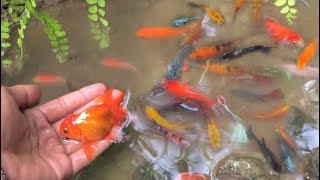 Find colorful ornamental fish, koi fish, goldfish, catfish, snakehead fish, betta fish, lobster