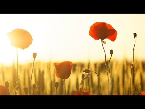 Peaceful Relaxing Instrumental Music, Meditation Nature Music "Summer Sunshine" by Tim Janis