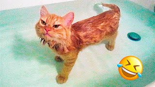 Funniest Animal Videos 2023 - Best Funny Cats Dogs Videos 