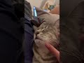 Cat loves being petted