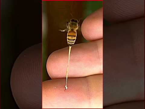   لسعة النحل مؤلمة ولكنها منها فوائد