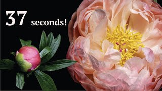 BLOOMING PEONY IN 37 SECONDS | Time Lapse screenshot 5