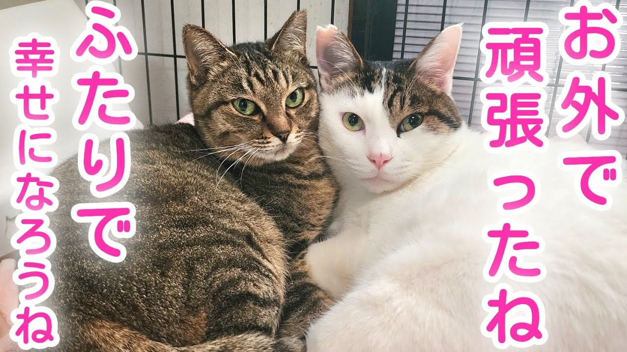 -愛と幸福を置く猫- There is something I want to tell you. - YouTube