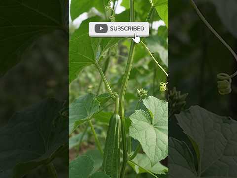 🔥 Wait Until You See This Ridge Gourd Growth! 🥒😱 | Amazing Gardening Trick