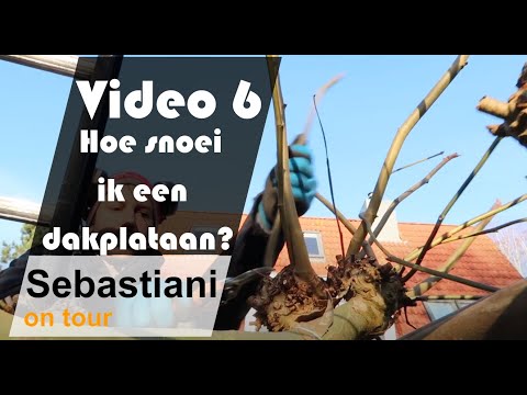 Video: Grootblaarhortensia: voorbereiding vir die winter en snoei. Skuiling vir die winter van grootblaarhortensia