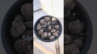 Growing Lettuce in the Florida Heat! #diy #kratky #hydroponics #garden #gardeningtips #florida