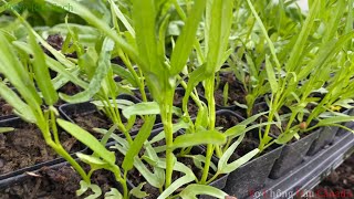 Chia Sẽ Cách Trồng Rau Muống Ở Xứ Lạnh - Thu Hoạch Cải Bẹ Xanh - Growing Water Spinach.