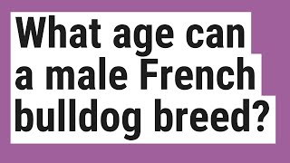 What age can a male French bulldog breed?