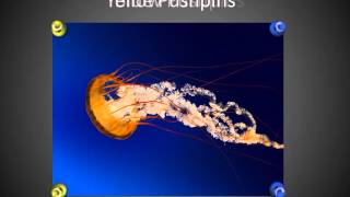 Handmade Slides: Pushpins for PowerPoint - 02