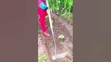 the process of loosening agricultural soil using unique tools #shorts