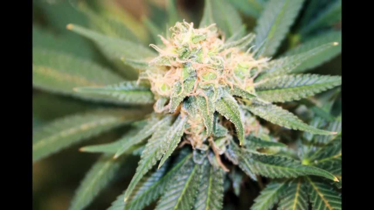 SUPER SOUR OG, Mountain Mota