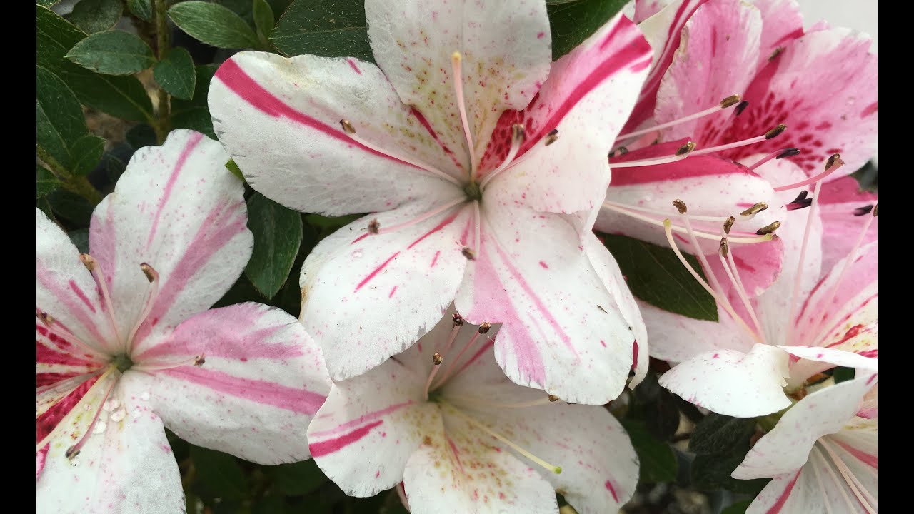 Bonsai Satsuki Azaleas In Bloom YouTube