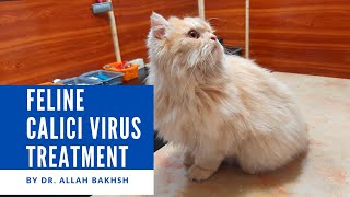 #cathealth Calici virus in cats Treatment