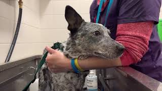 Australian Cattle Dog Deshed Bath feat Colby Cheese by melissa the groomer 10,153 views 3 years ago 9 minutes, 48 seconds