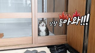 '어서와~ 할머니 집은 처음이지?' 낯선 장소에 온 고양이의 태도