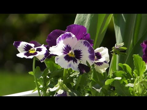 Wideo: Małe Tajemnice Ogrodnicze