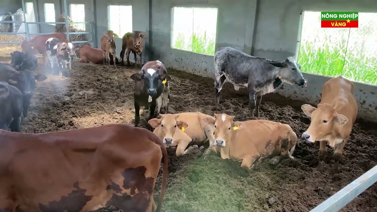 ĐIỂM SÁNG TRONG NÔNG NGHIỆP HẢI DƯƠNG VỚI NGHỀ NUÔI BÒ CỦA ANH THANH NIÊN NGUYỄN NHƯ  TUẤN| COW FARM