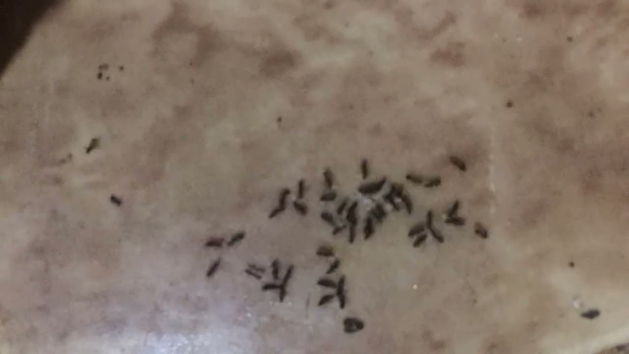 Ants eat sugar time lapse