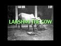 Talks on Sri Ramana Maharshi: Narrated by David Godman - Lakshmi the Cow