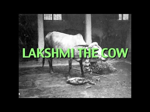 Talks on Sri Ramana Maharshi: Narrated by David Godman - Lakshmi the Cow