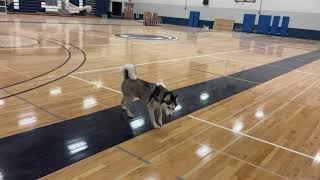 Unsure about this flooring. All I did was walk slowly towards him lol by Husky Obsessed 946 views 2 years ago 20 seconds