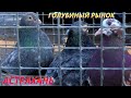 Голубиный рынок в Астрахани! 27.03.2022 #exhibition #pigeons #tauben #göyərçinlər