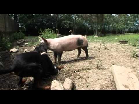 Video: Ost-Kompatibilitätshoroskop: Schwein Und Hund