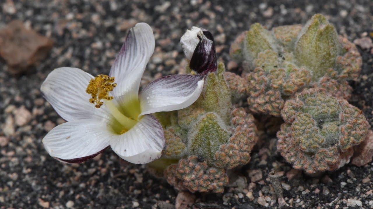 Kick Me In the Azorella Compacta - High Andean Plants to Blow Your Mind