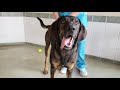November Pets of the Month | Butler County Humane Society