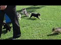 Pomsky Puppies For Sale