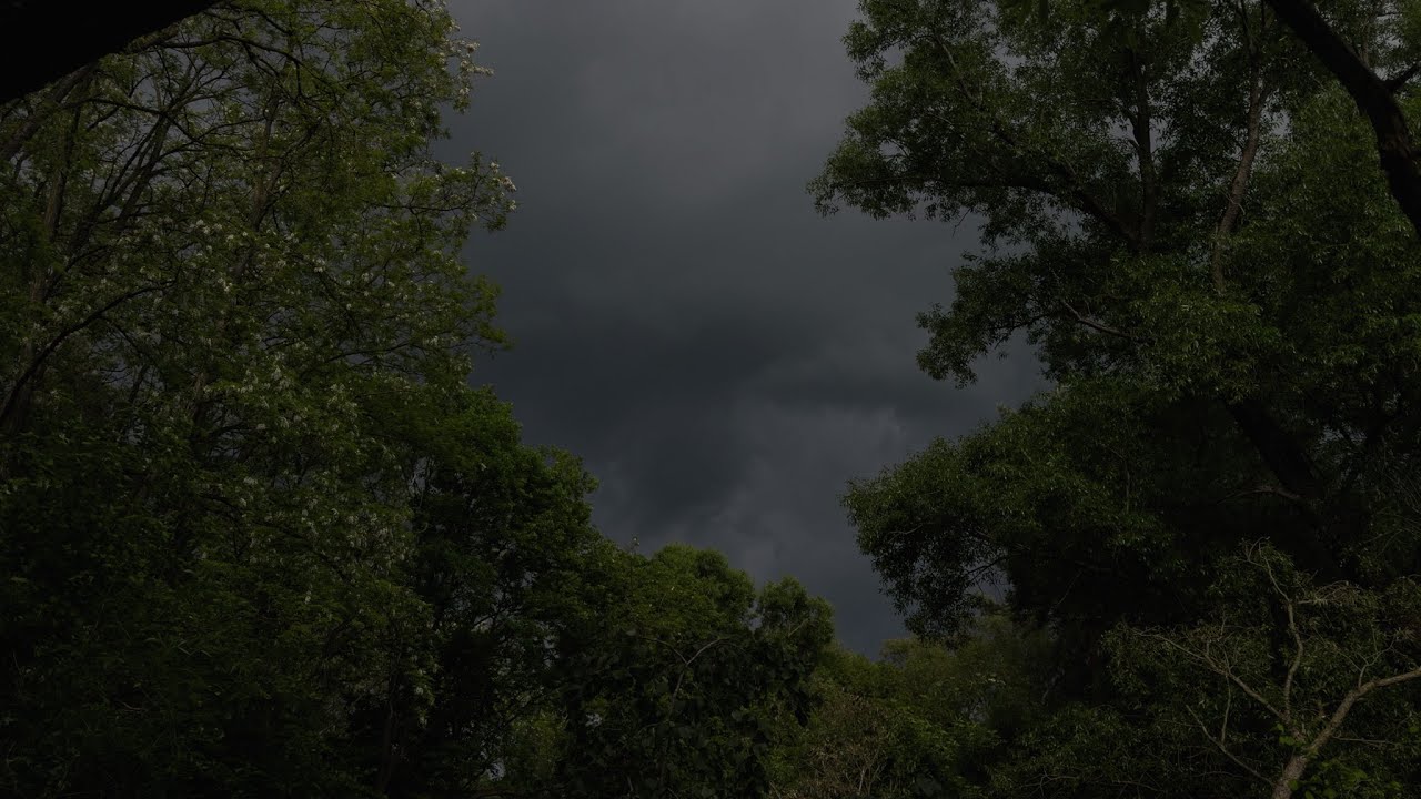 Forest Rain & Thunderstorm | Hiding under Trees for 3 HOURS