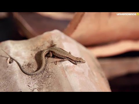 Vidéo: Que Mangent Les Lézards ?