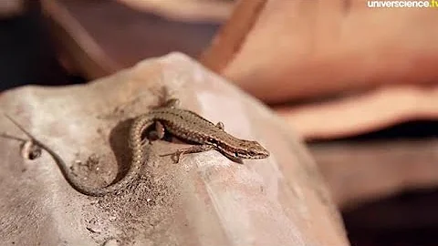 Quelle est la famille des lézard ?